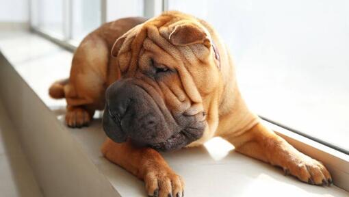 Shar Pei Dog Breed Information Purina